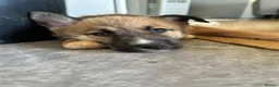 Mixed Breed dogs for sale: 11 week old female belusky for sale  in Sheerness - Advert 5