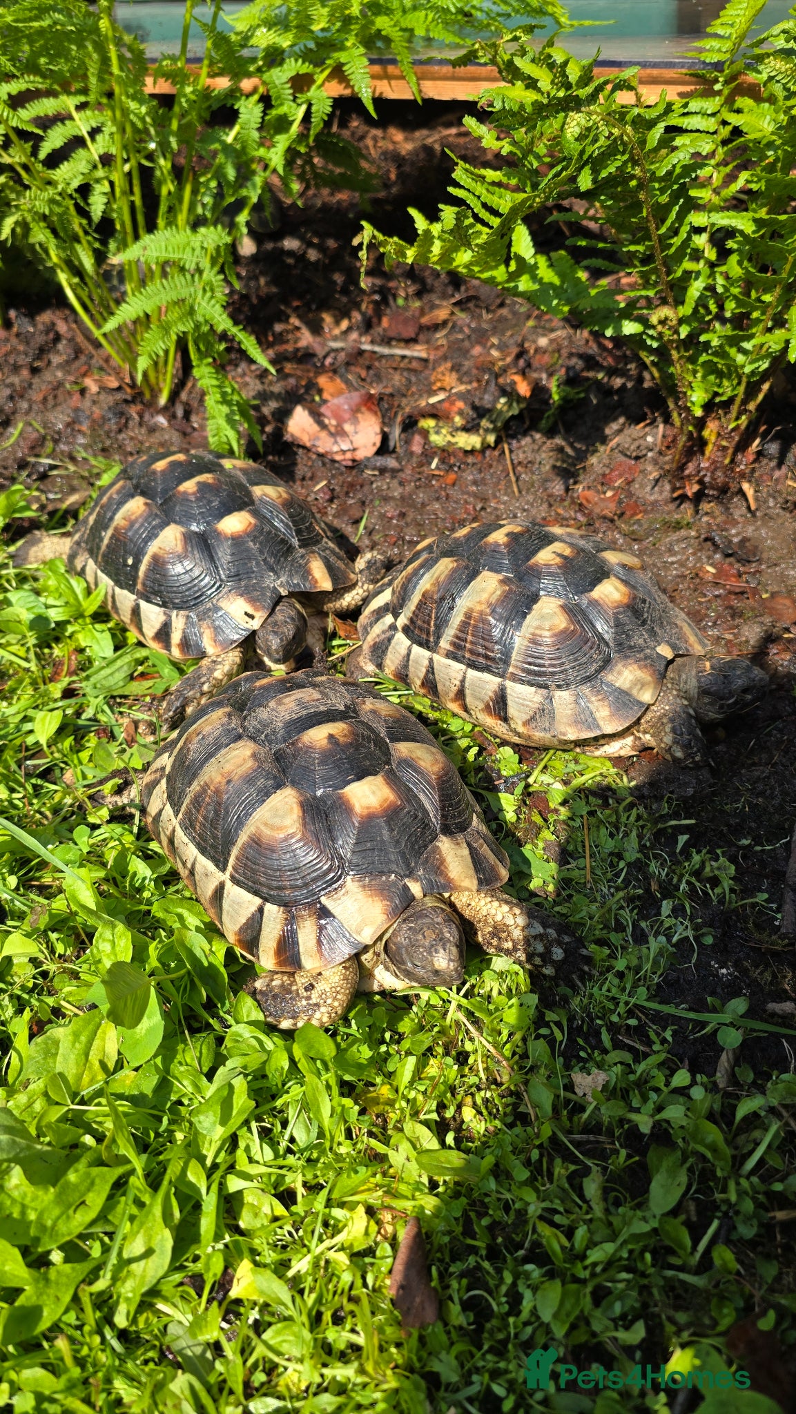 Tortoise reptiles Marginated Tortoises  - Advert 1
