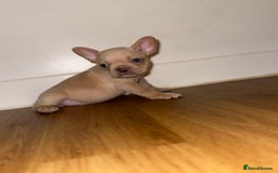French Bulldog dogs for sale: BLUE & CREAM/TAN Isabella/pink carrying. - Image 22