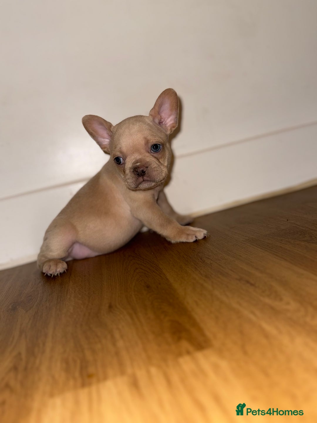 French Bulldog dogs for sale: BLUE & CREAM/TAN Isabella/pink carrying. - Image 22