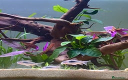 Corys fish for sale: 4 Corys and 3 platies + food - Advert 1