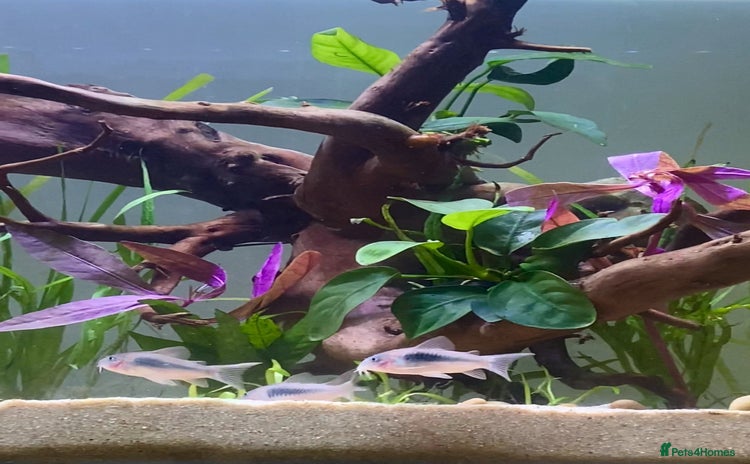 Corys fish 4 Corys and 3 platies + food - Advert 2