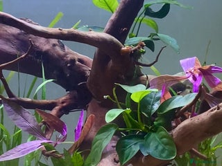 Corys fish 4 Corys and 3 platies + food - Advert 1