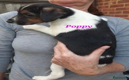 Jack Russell dogs for sale: Beautiful Jack Russel puppies - Image 15