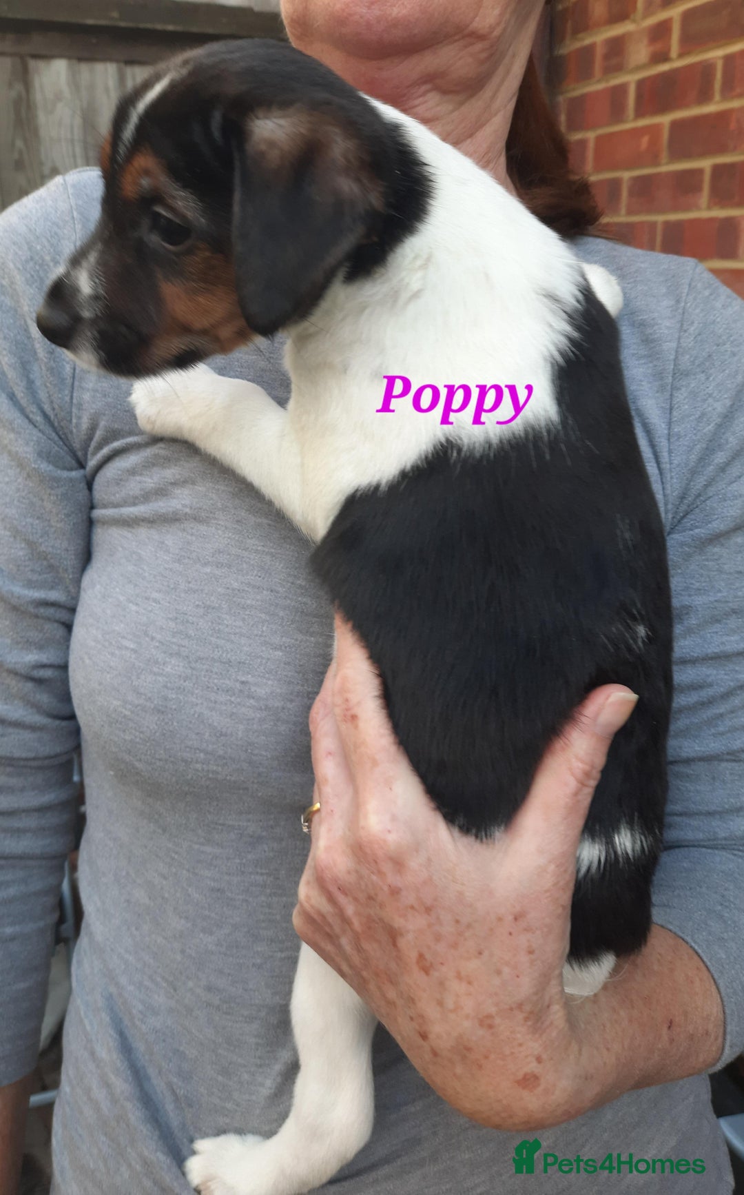Jack Russell dogs for sale: Beautiful Jack Russel puppies - Image 15