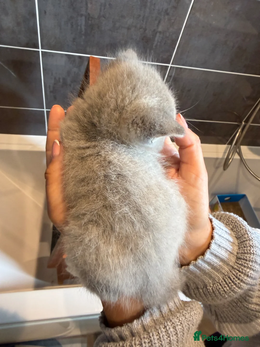 British Shorthair cats for sale: British shorthair kittens  - Advert 9