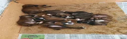 Boxer dogs for sale: Boxer puppies in Leicester - Advert 5