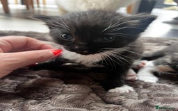 Ragdoll cats for sale: 4 Beautiful Fluffy Ragdoll Cross Kittens  - Image 4