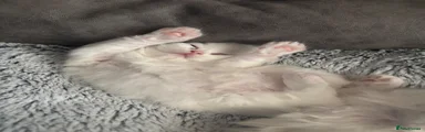 Persian 2