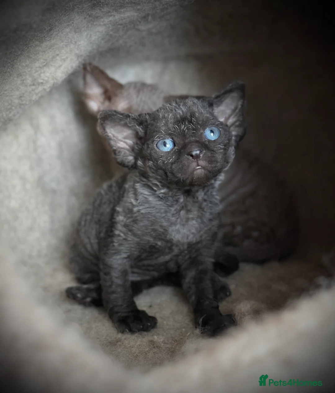 Devon Rex cats for sale: Devon Rex Kittens –GCCF Last kitten available BOY  - Advert 5