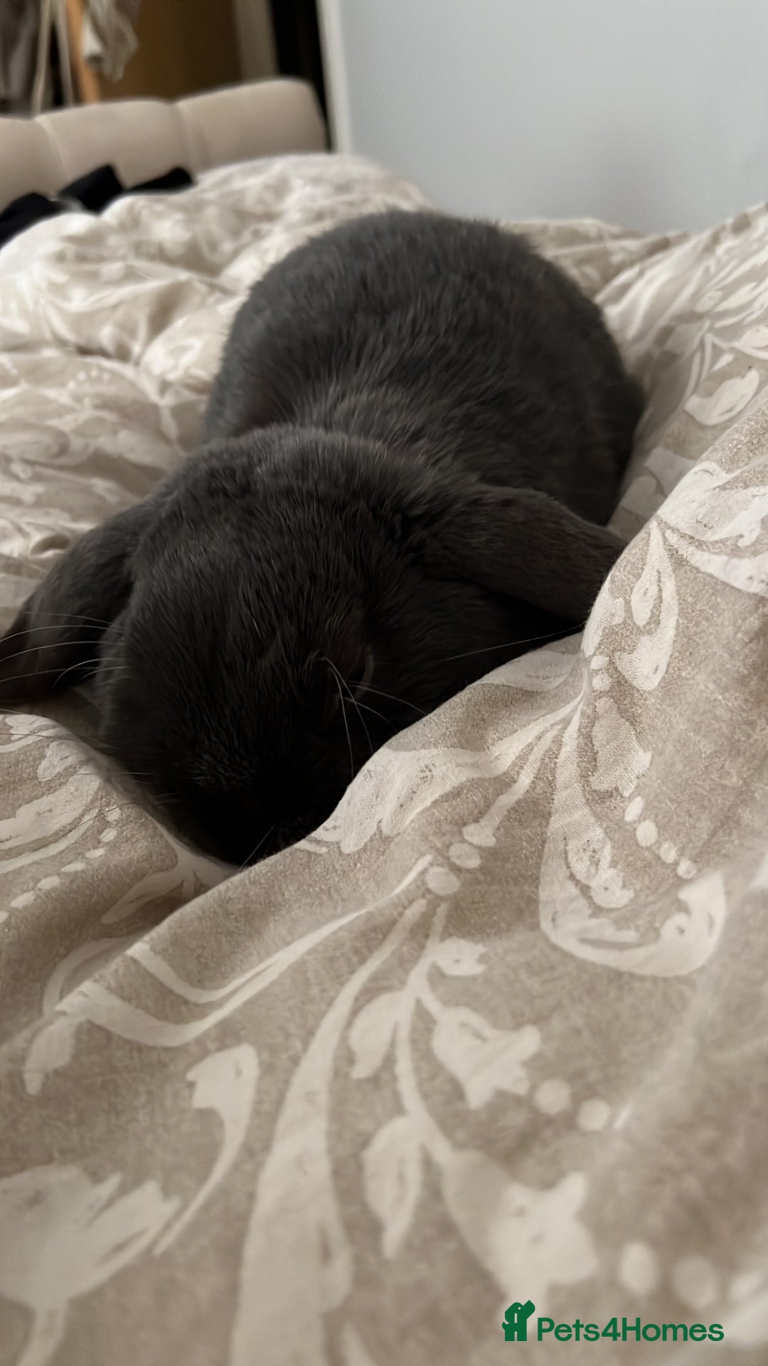 Mini Lop rabbits for sale: 🐰 Ernie the Bunny- looking for a loving new home  - Image 7