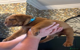 Dogue De Bordeaux dogs for sale: 6 stunning chunky Douge de Bordeux pups - Image 19