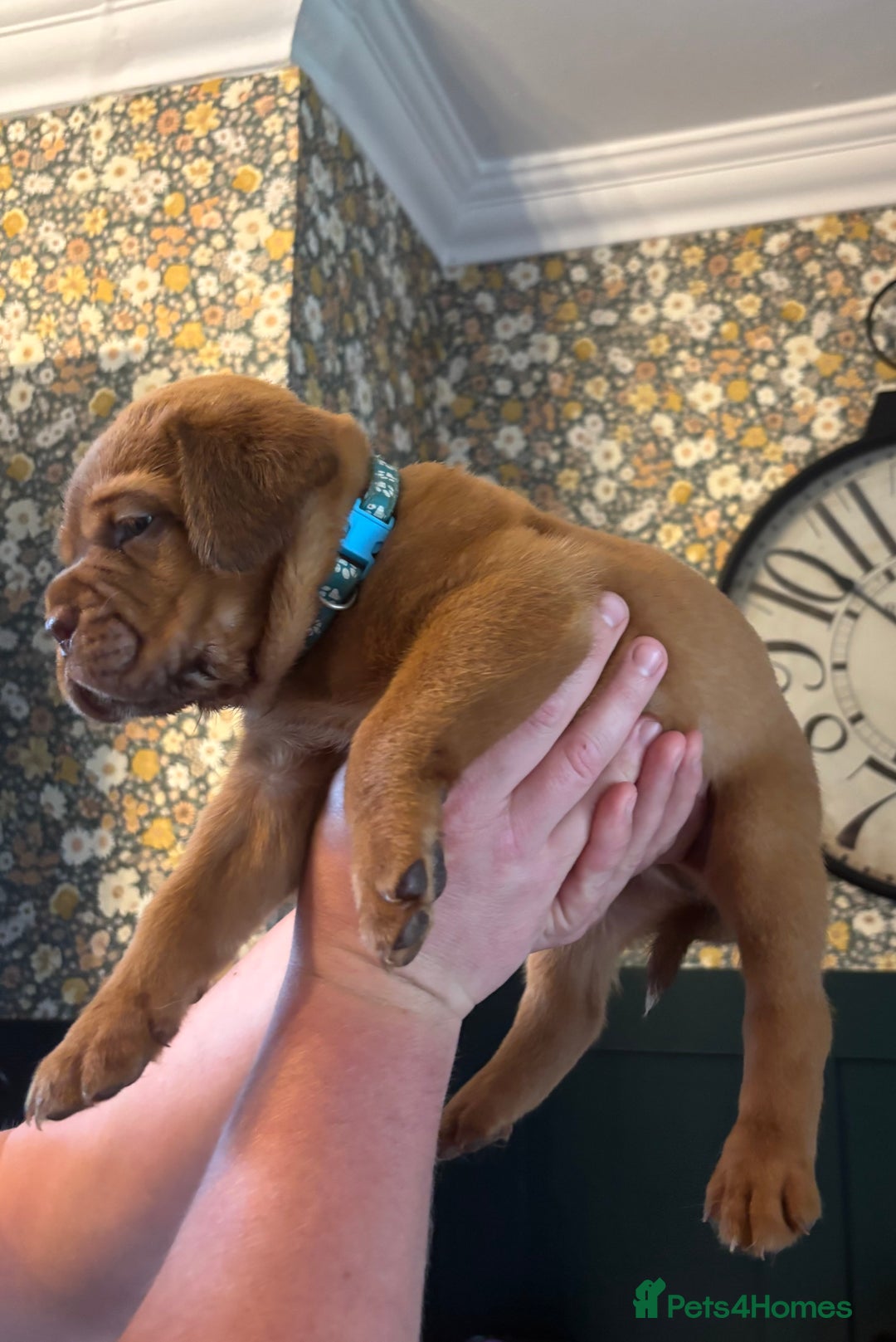Dogue De Bordeaux dogs for sale: 6 stunning chunky Douge de Bordeux pups - Image 19
