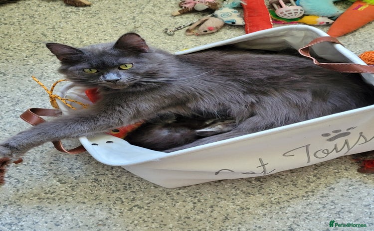 Maine Coon cats - Advert 8