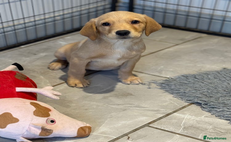Goldador dogs - Advert 4