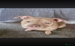 American Bully dogs for sale: 9 months old Tess  - Advert 4