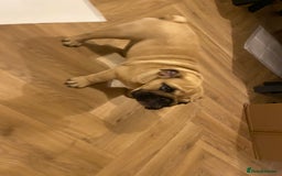 English Bulldog dogs for sale: English bulldog 3 generations kc bloodline  - Image 2