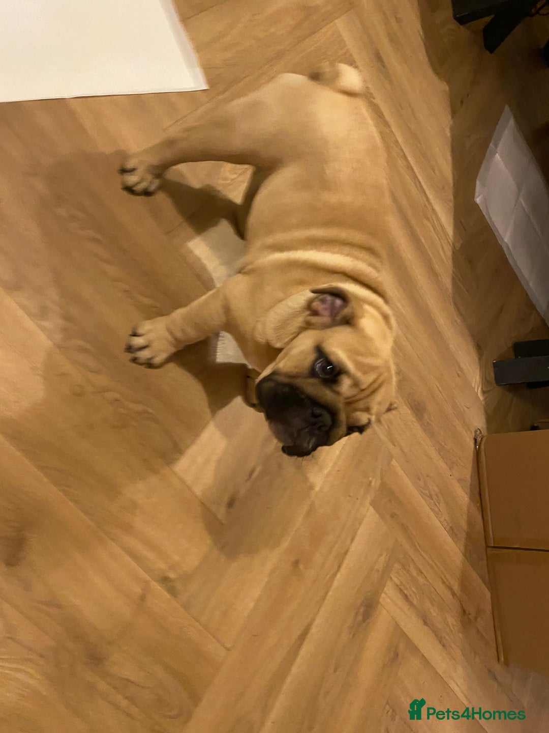 English Bulldog dogs for sale: English bulldog 3 generations kc bloodline  - Image 2