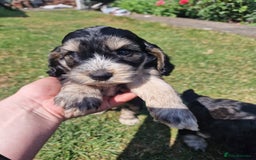 Cockapoo dogs for sale: Cockapoo puppies, ready to leave today.  in Otley - Image 12