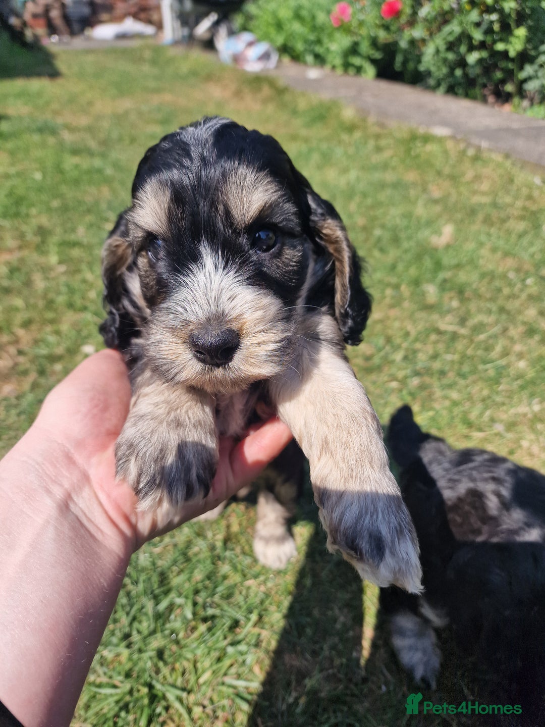 Cockapoo dogs for sale: Cockapoo puppies, ready to leave today.  in Otley - Image 12