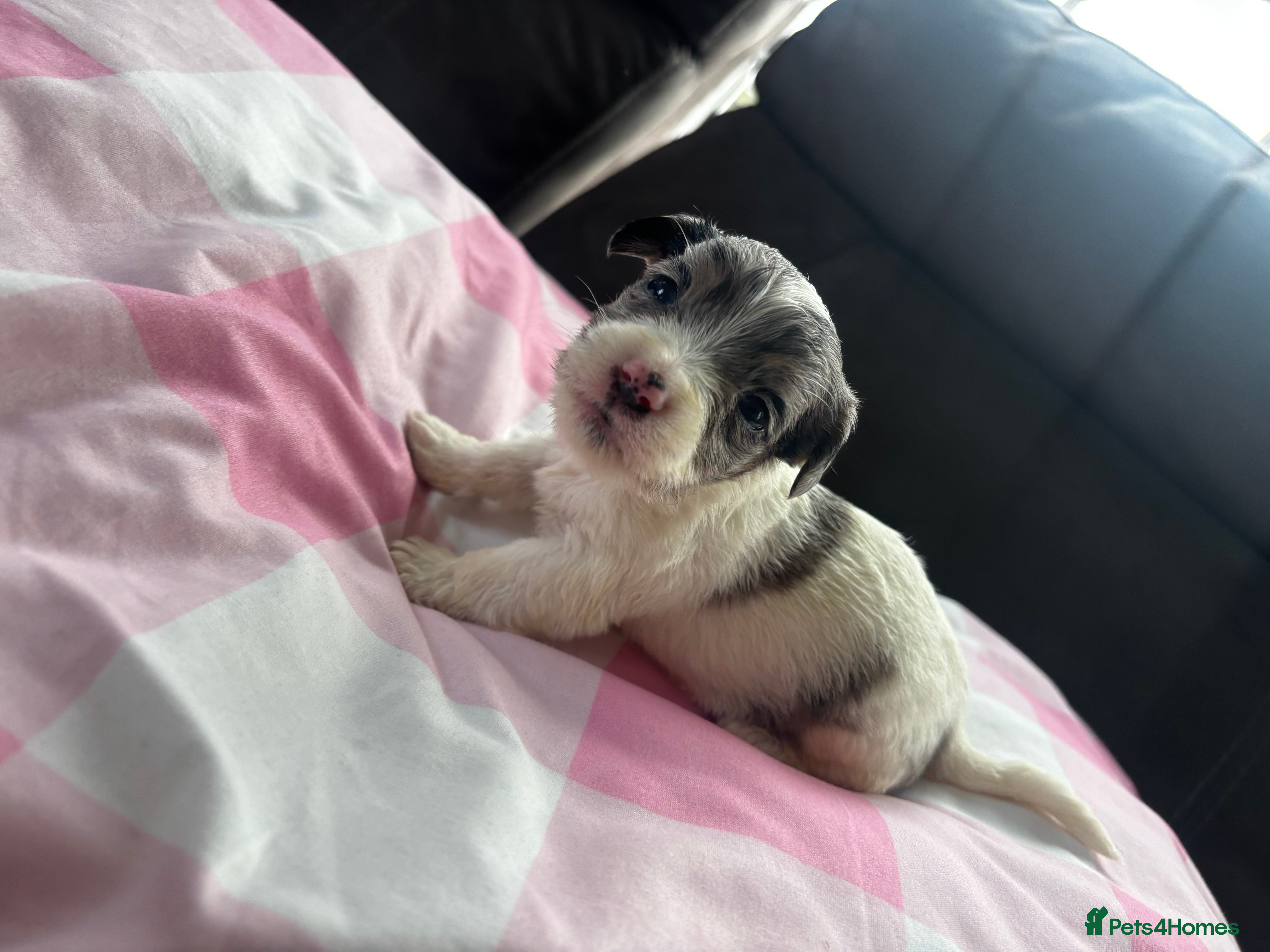 Mixed Breed dogs Terriers for new homes  - Advert 6