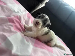 Mixed Breed dogs Terriers for new homes - Advert 6