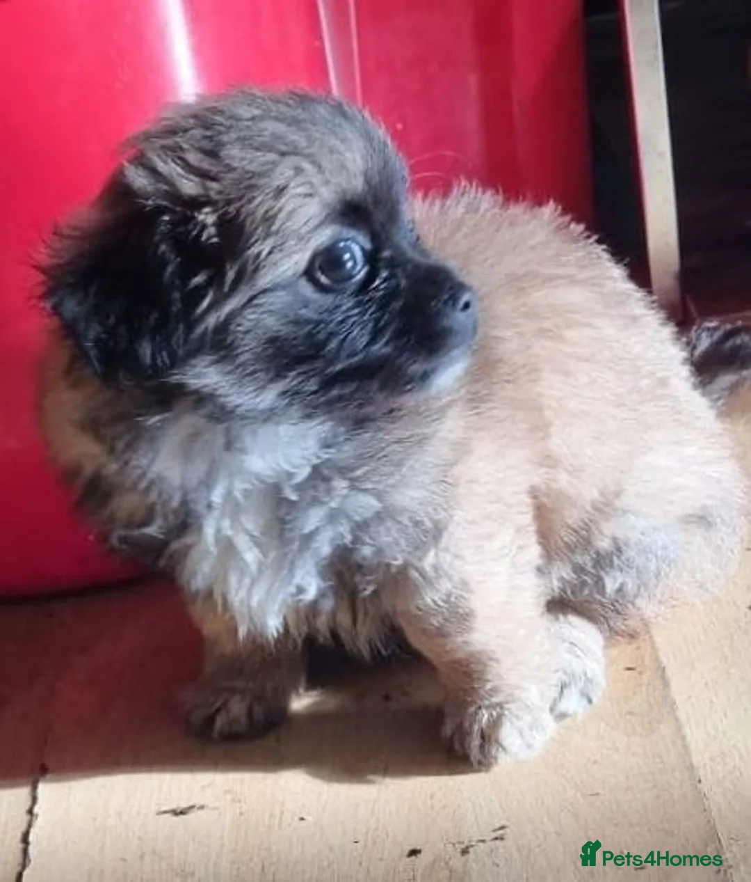 Chihuahua dogs for sale: Chihuahua pups - Advert 6