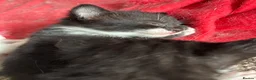Mixed Breed cats for sale: Black and white Kittens  - Advert 5