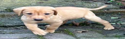 Labrador Retriever dogs for sale: Ready now! Beautiful Labrador pups (KC Reg) - Advert 5