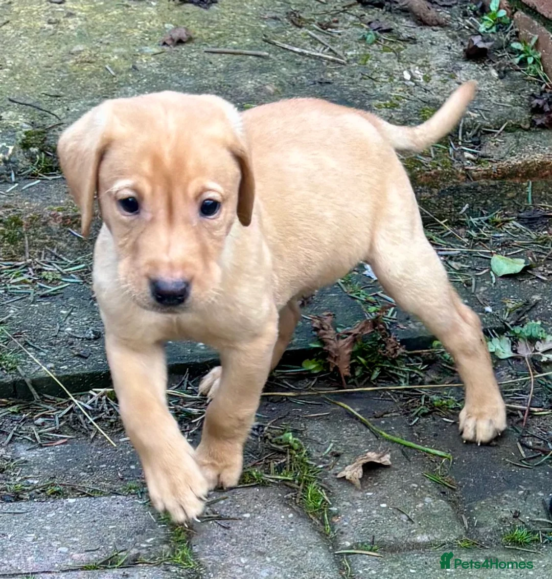 Labrador Retriever dogs for sale: Ready now! Beautiful Labrador pups (KC Reg) - Advert 5