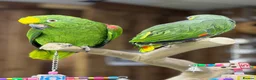 Parrots birds for sale: Baby amazon  - Advert 2