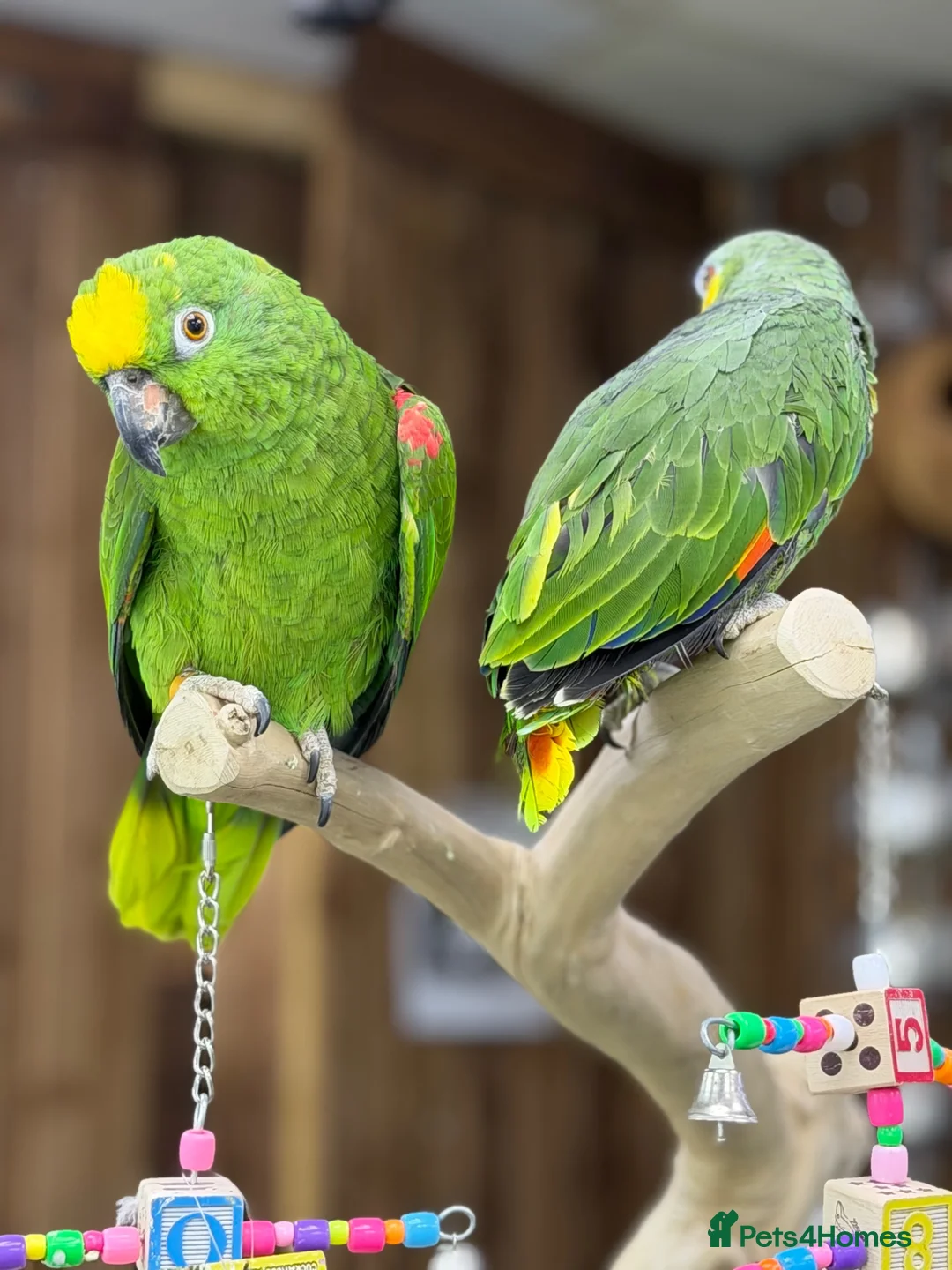 Parrots birds for sale: Baby amazon  - Advert 2