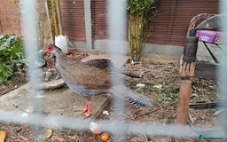 Pheasants poultry for sale: One Male Silver Pheasant and Lady Amherst  - Image 7