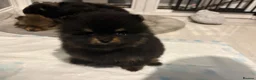 Pomeranian dogs for sale: Black & tan Pomeranian's 2xboys 1x girl    - Advert 17