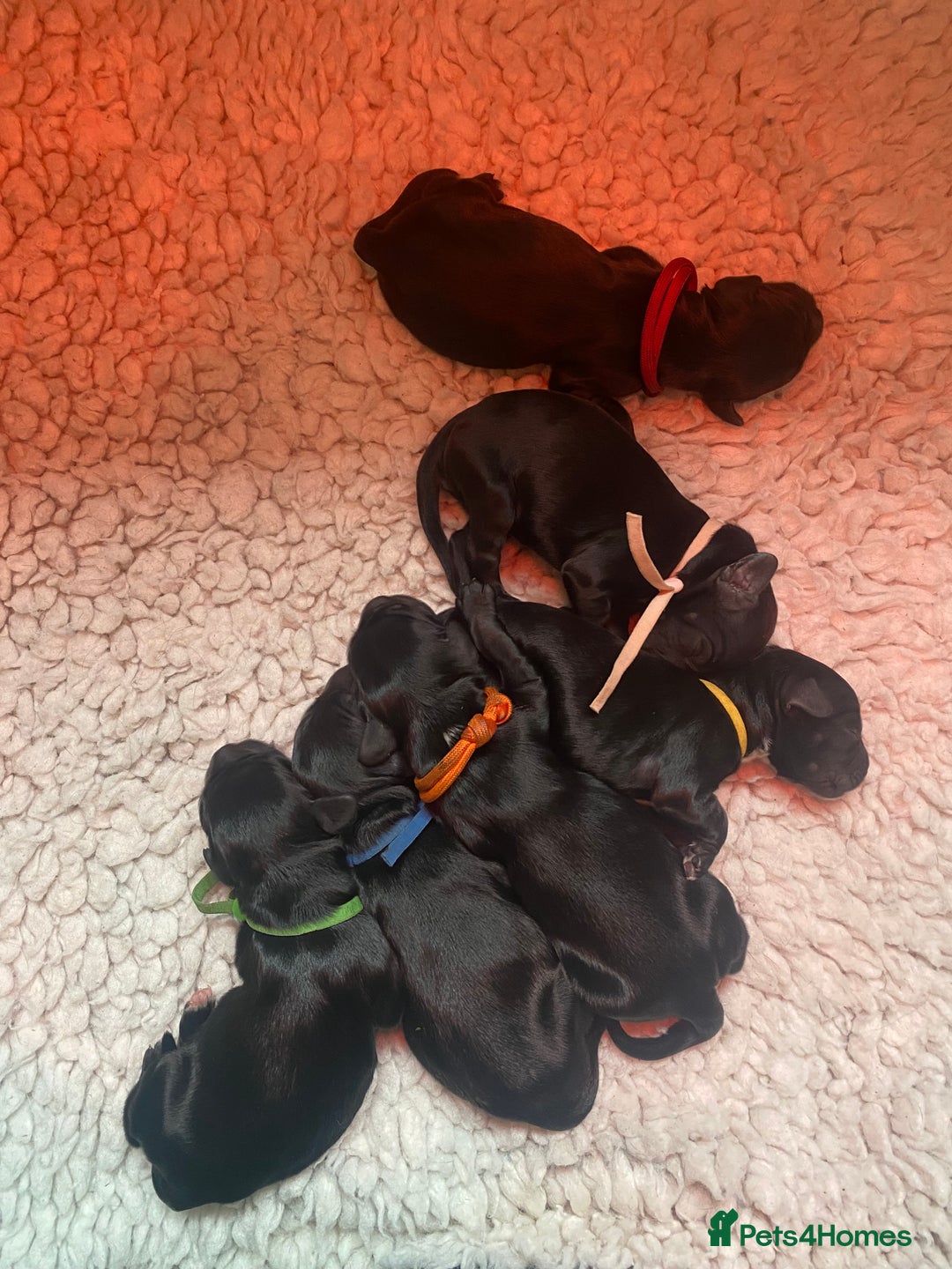 Sproodle dogs for sale: Stunning F1 Sproodle puppies  - Image 21