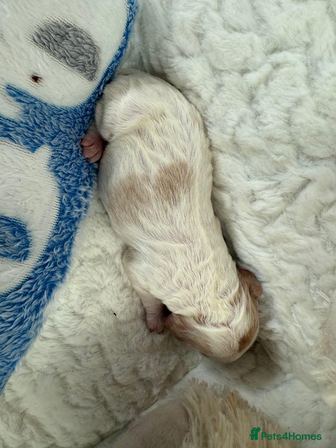 Cockapoo dogs for sale: Ready Dec 20th. Fully dna & health tested clear - Image 10