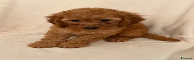 Cockapoo 3