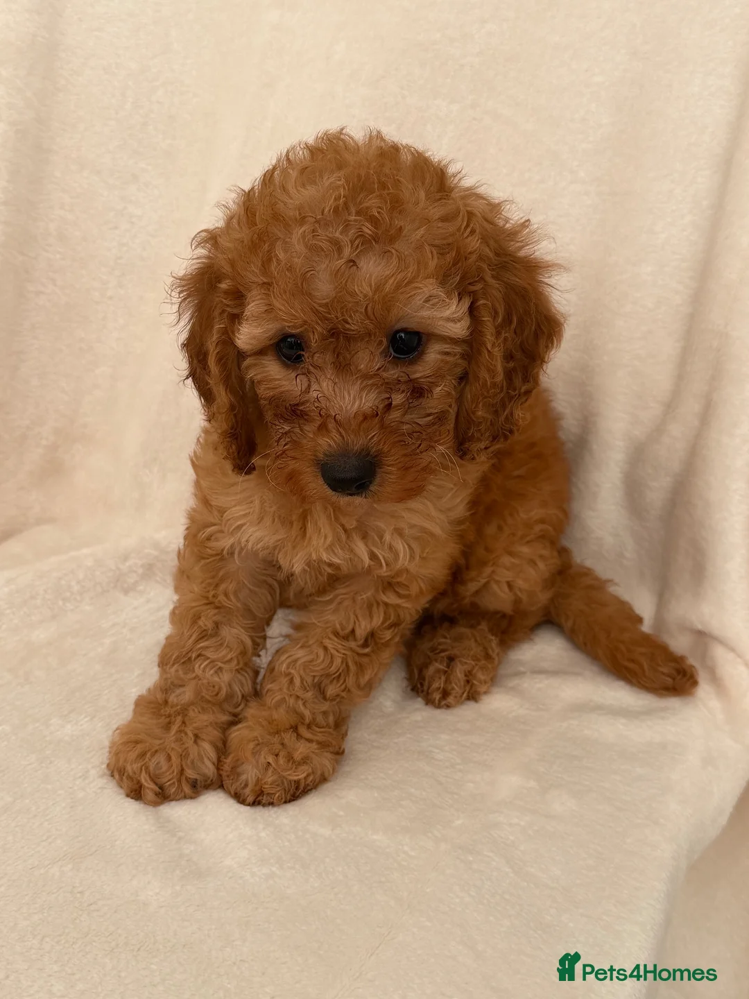 Cockapoo dogs for sale: F1b fox red toy cockapoos - Advert 5