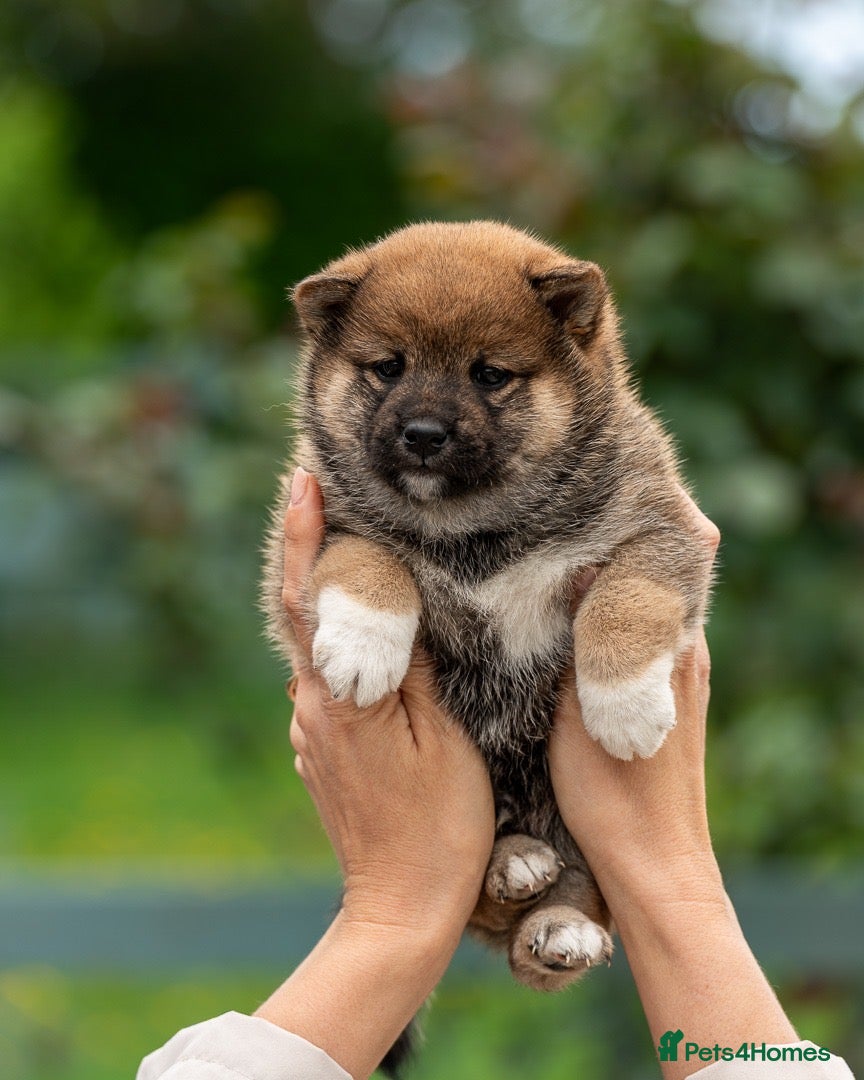 Japanese Shiba Inu dogs Exclusive Japanese Shiba Inu Puppies  🇯🇵 - Advert 3