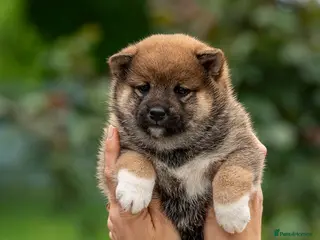 Japanese Shiba Inu dogs Exclusive Japanese Shiba Inu Puppies 🇯🇵 - Advert 3