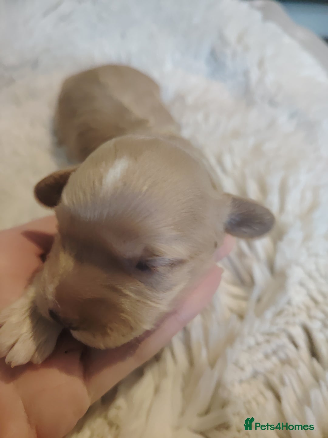 Cavapoo dogs for sale: Stunning tri coloured teddy bear Cavapoos x 6  - Advert 12