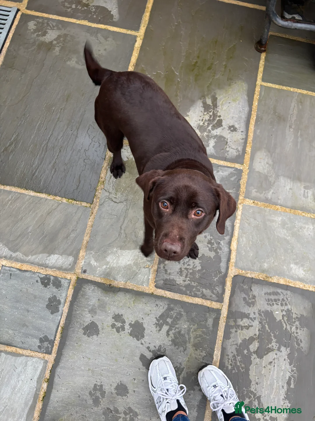 Labradoodle dogs for sale: Stunning Merle labradoodle puppies!!! - Advert 10