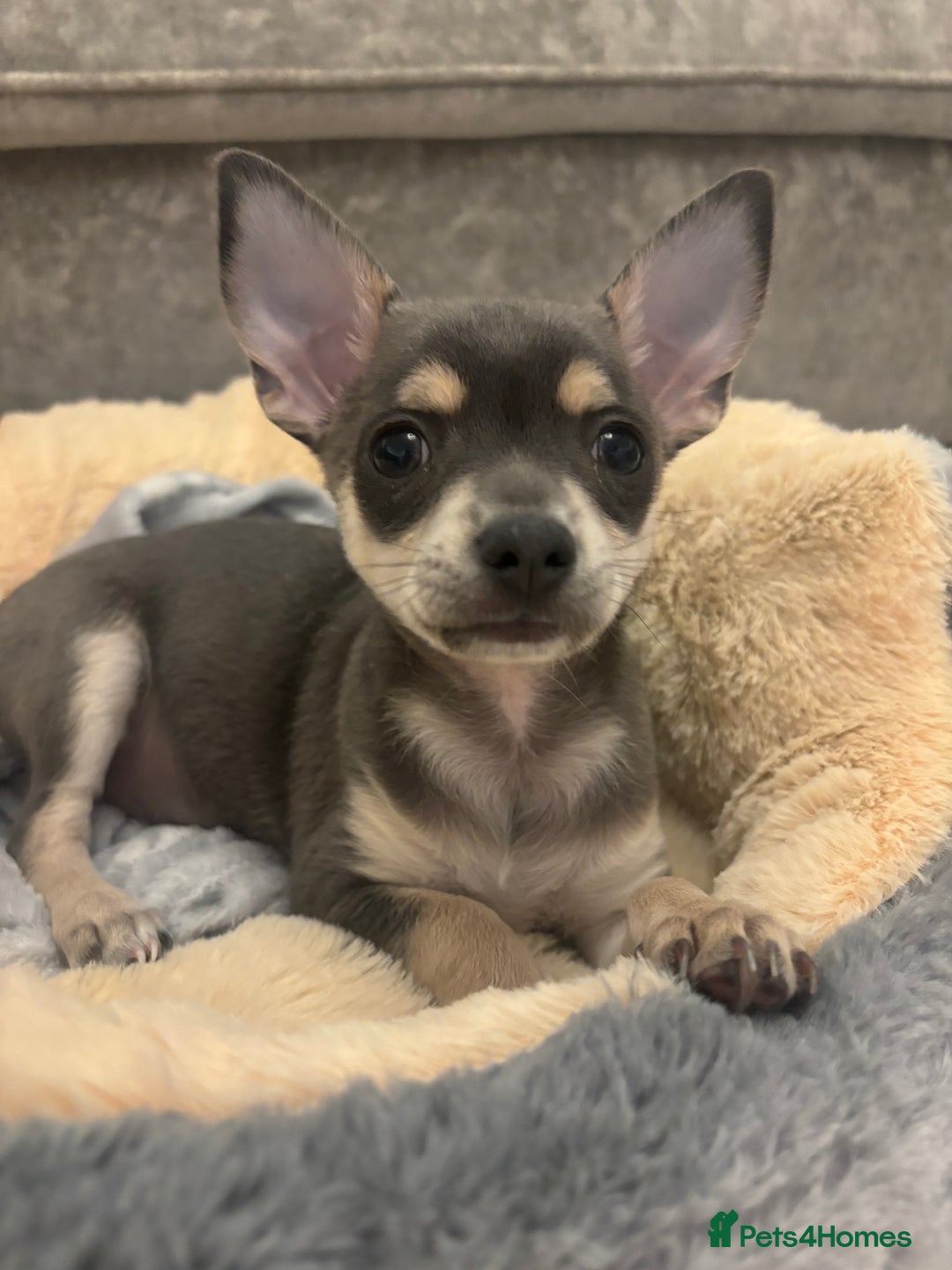 Chihuahua dogs for sale: Blue and fawn boy  - Image 6