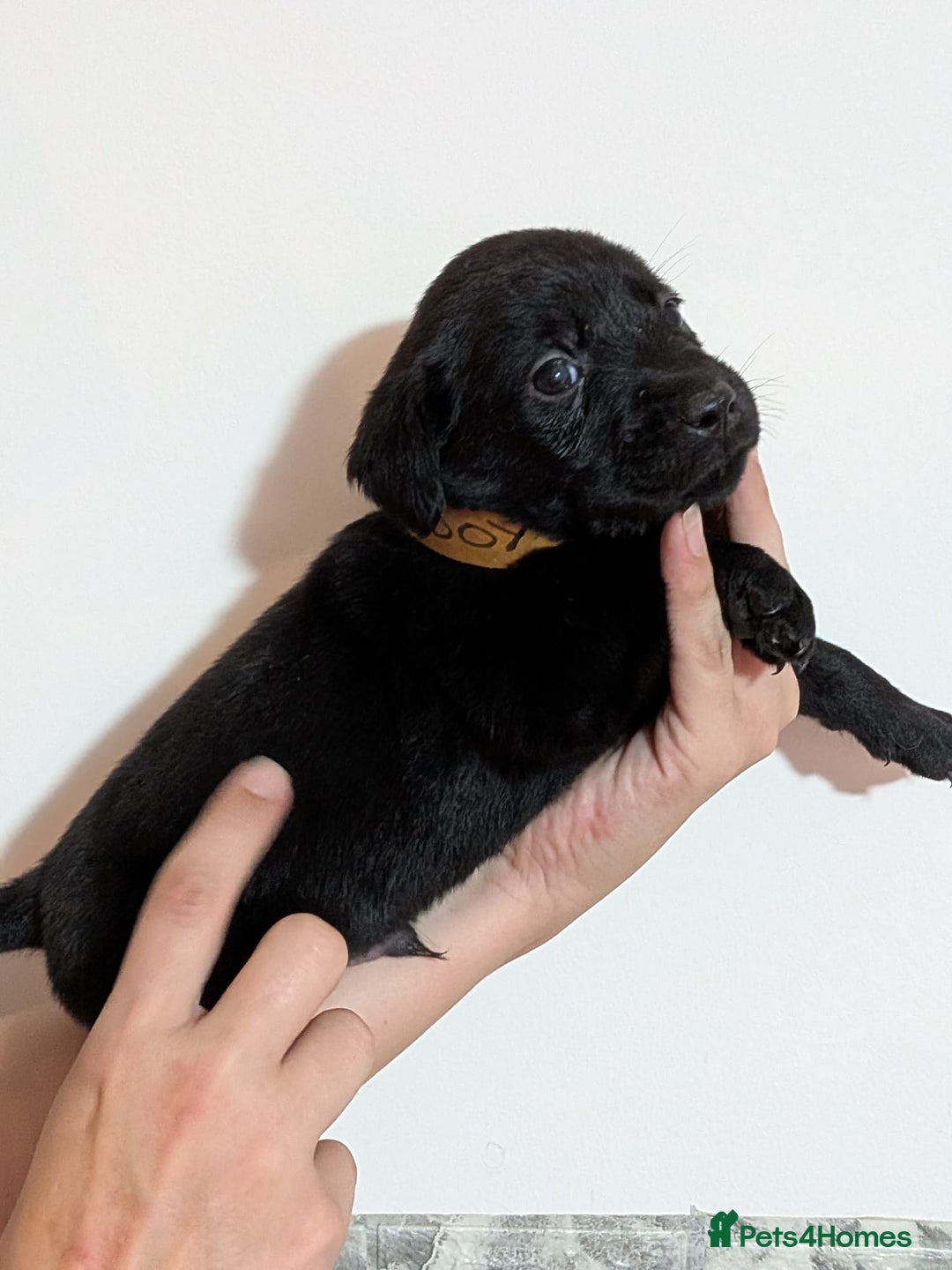 Labrador Retriever dogs for sale: litter of 11 kc reg lab retrievers 10weeks old - Image 13