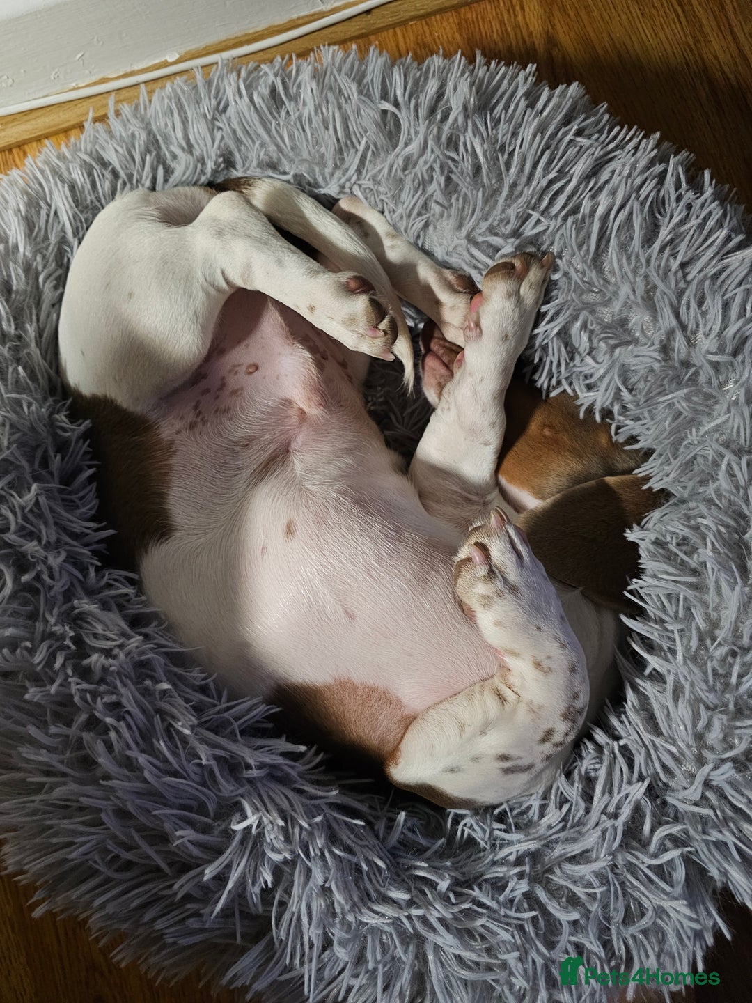 Miniature Dachshund dogs for sale: 2 miniature dachshunds must stay together - Image 8