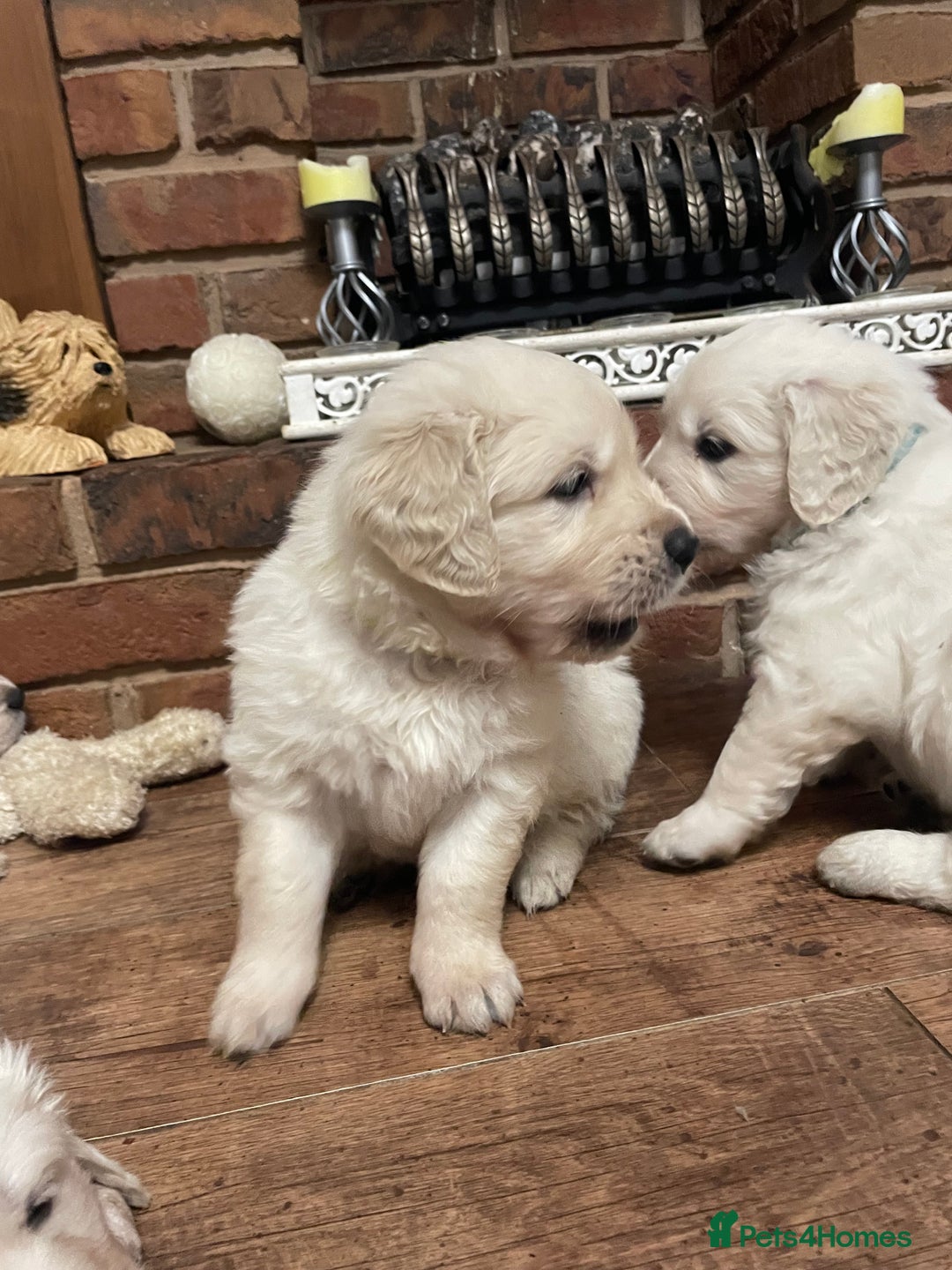 Golden Retriever dogs for sale: KC Reg Cream Boys from health tested parents.  - Advert 7