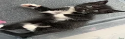 Mixed Breed cats for sale: ✨ Ragdoll x British Shorthair Kittens ✨ - Advert 8