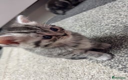 British Shorthair cats for sale: 4 beautiful tabby british shorthair kittens - Advert 10