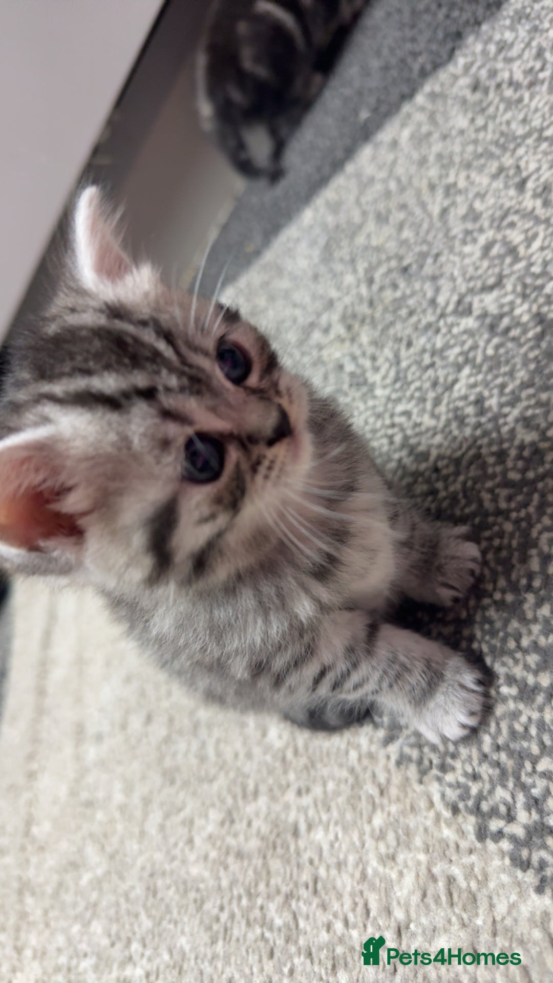 British Shorthair cats for sale: 4 beautiful tabby british shorthair kittens - Advert 10