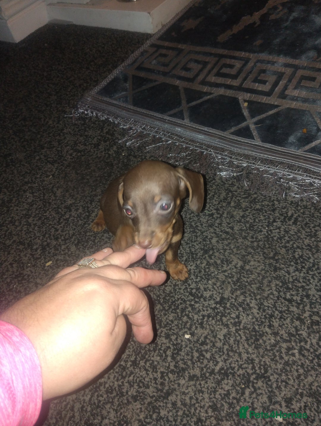 Miniature Dachshund dogs for sale: Miniature dachshund puppies - Advert 5